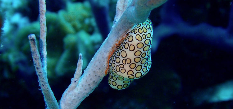 Life Under the Sea Life Under the Sea